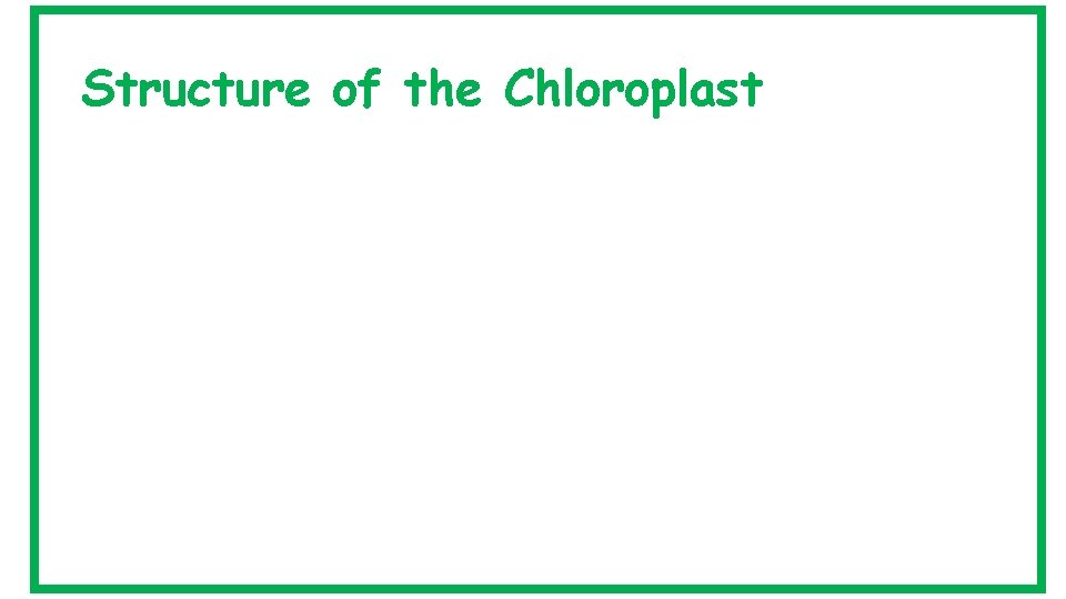 Structure of the Chloroplast 