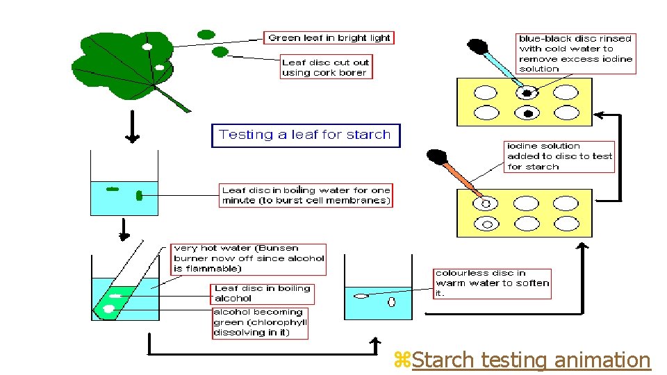 Testing for Starch z. Starch testing animation 
