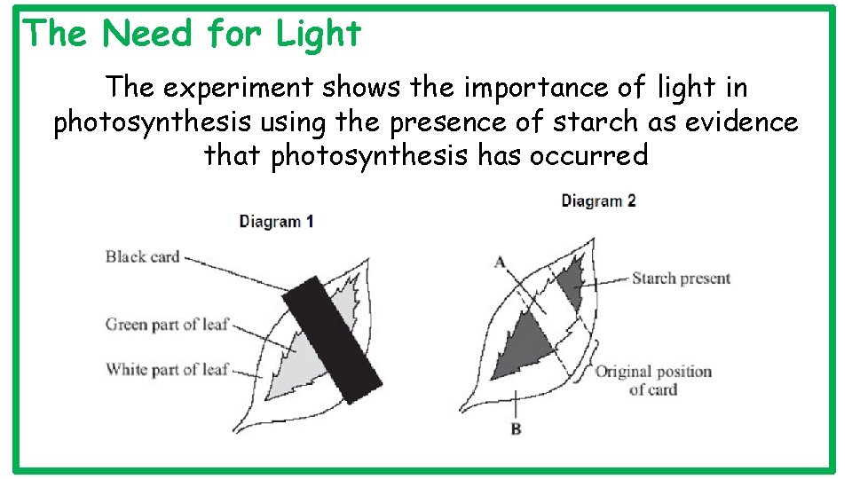 The Need for Light The experiment shows the importance of light in photosynthesis using