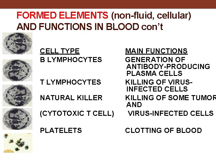 FORMED ELEMENTS (non-fluid, cellular) AND FUNCTIONS IN BLOOD con’t CELL TYPE B LYMPHOCYTES (CYTOTOXIC