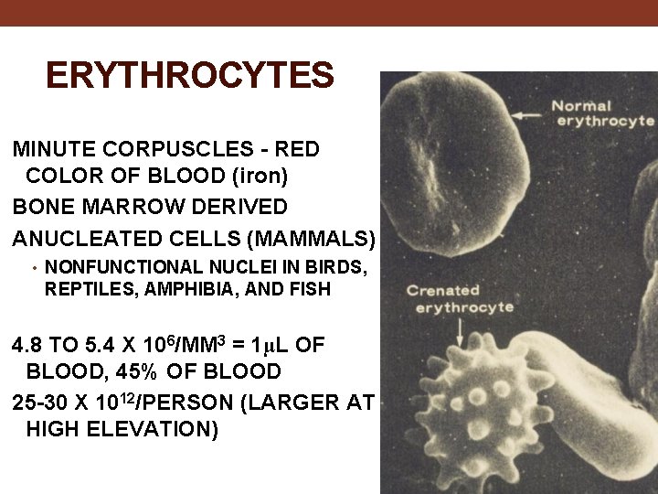 ERYTHROCYTES MINUTE CORPUSCLES - RED COLOR OF BLOOD (iron) BONE MARROW DERIVED ANUCLEATED CELLS