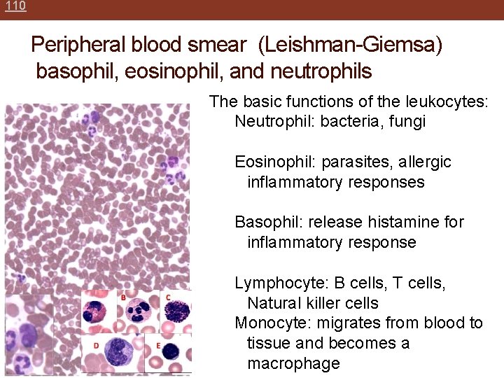 110 Peripheral blood smear (Leishman-Giemsa) basophil, eosinophil, and neutrophils The basic functions of the