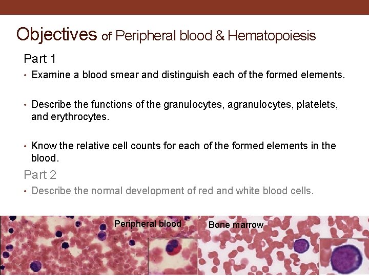 Objectives of Peripheral blood & Hematopoiesis Part 1 • Examine a blood smear and