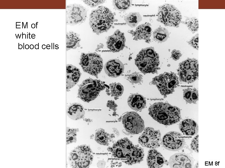 EM of white blood cells EM 8 f 