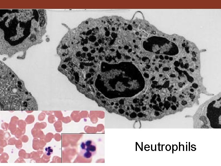 Neutrophils 