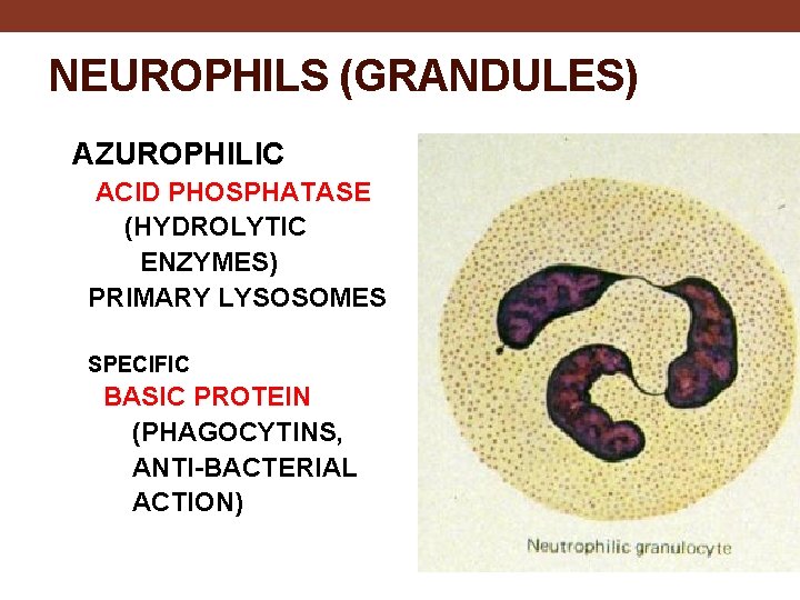 NEUROPHILS (GRANDULES) AZUROPHILIC ACID PHOSPHATASE (HYDROLYTIC ENZYMES) PRIMARY LYSOSOMES SPECIFIC BASIC PROTEIN (PHAGOCYTINS, ANTI-BACTERIAL