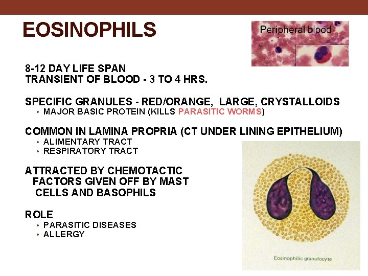 EOSINOPHILS 8 -12 DAY LIFE SPAN TRANSIENT OF BLOOD - 3 TO 4 HRS.