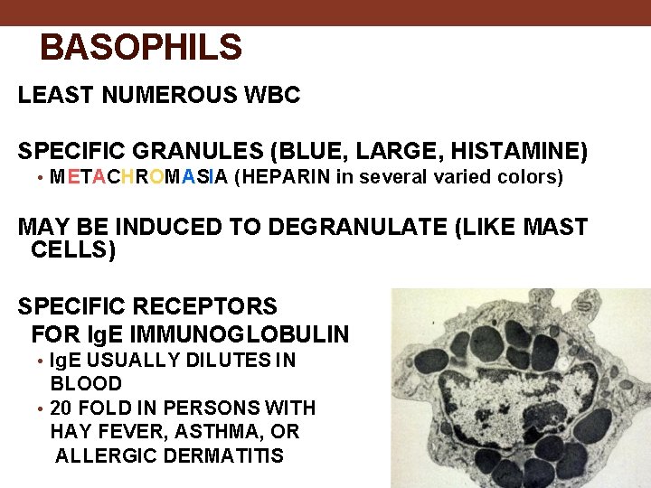 BASOPHILS LEAST NUMEROUS WBC SPECIFIC GRANULES (BLUE, LARGE, HISTAMINE) • METACHROMASIA (HEPARIN in several