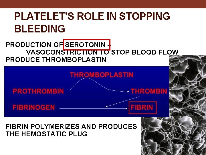 PLATELET’S ROLE IN STOPPING BLEEDING PRODUCTION OF SEROTONIN – VASOCONSTRICTION TO STOP BLOOD FLOW