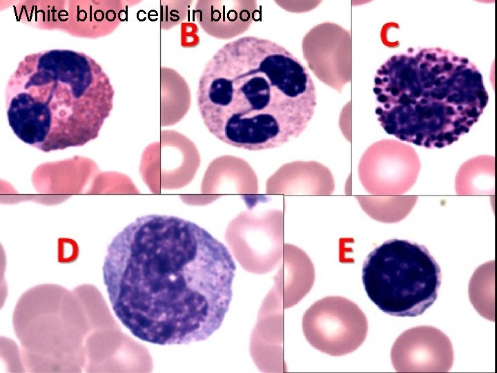 White blood cells in blood 