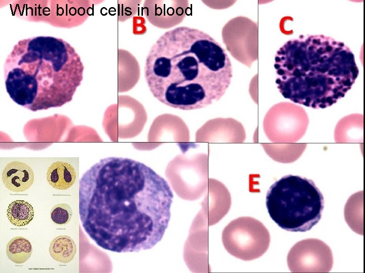 White blood cells in blood 
