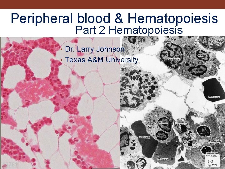 Peripheral blood & Hematopoiesis Part 2 Hematopoiesis • Dr. Larry Johnson • Texas A&M