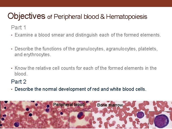 Objectives of Peripheral blood & Hematopoiesis Part 1 • Examine a blood smear and