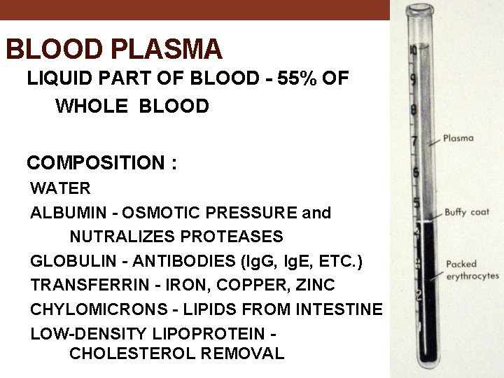 BLOOD PLASMA LIQUID PART OF BLOOD - 55% OF WHOLE BLOOD COMPOSITION : WATER