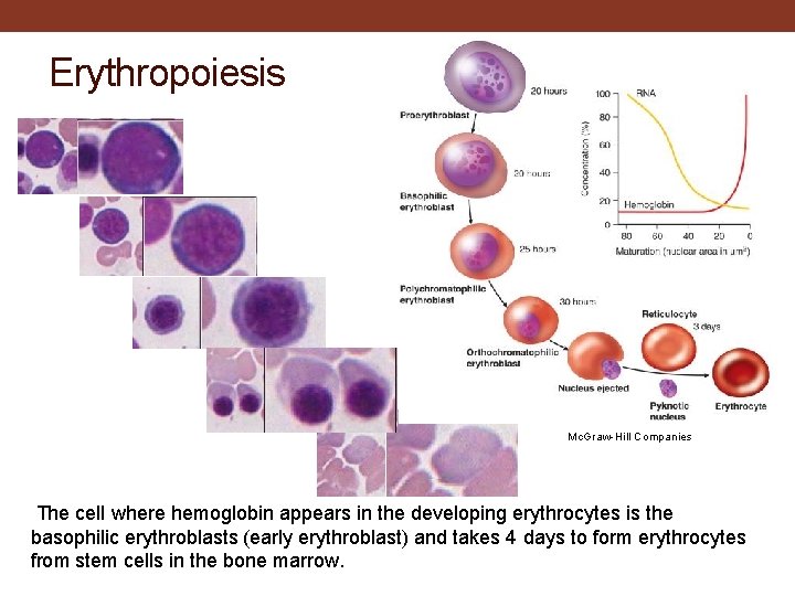 Erythropoiesis Mc. Graw-Hill Companies The cell where hemoglobin appears in the developing erythrocytes is