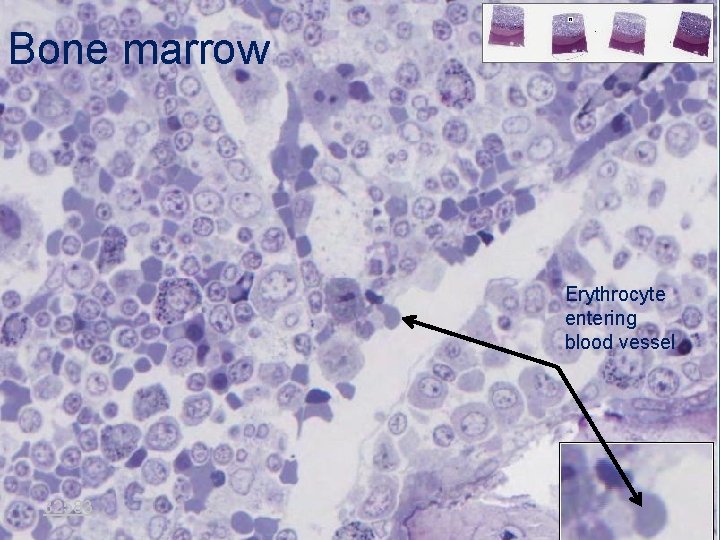 Bone marrow Erythrocyte entering blood vessel 32583 