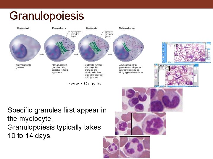 Granulopoiesis Mc. Graw-Hill Companies Specific granules first appear in the myelocyte. Granulopoiesis typically takes