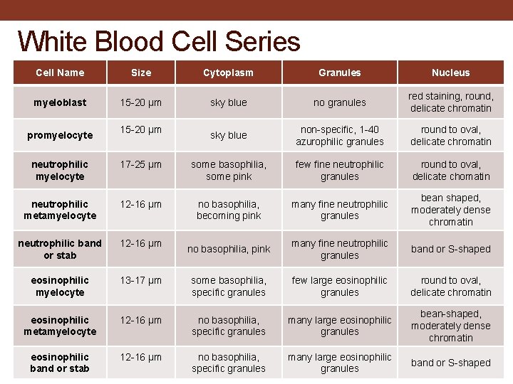 White Blood Cell Series Cell Name Size Cytoplasm Granules Nucleus myeloblast 15 -20 µm