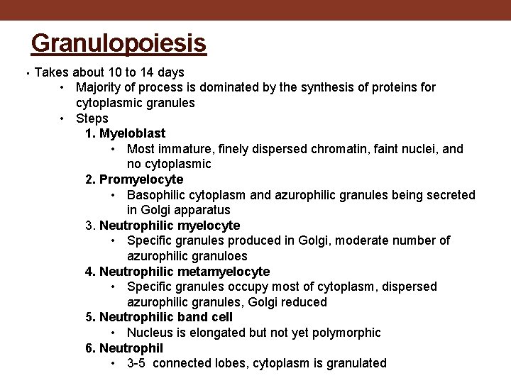 Granulopoiesis. Takes about 10 to 14 days • Majority of process is dominated by