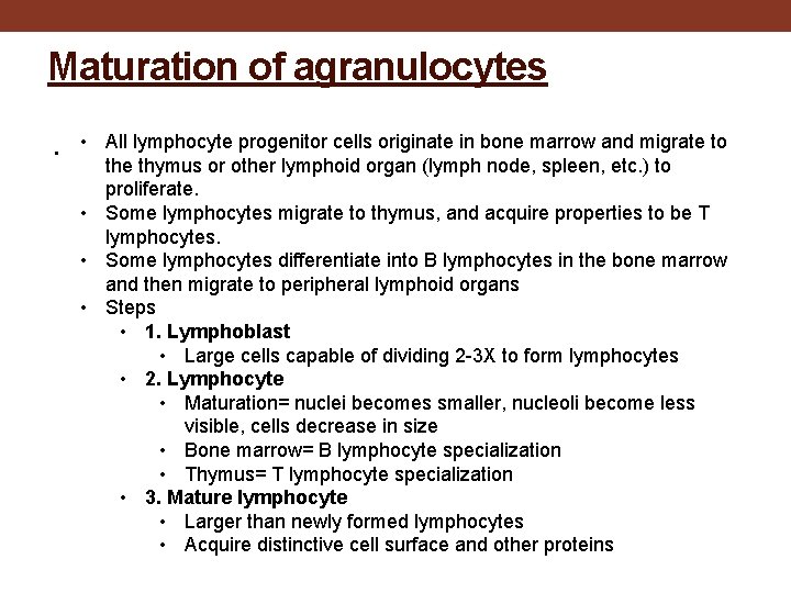 Maturation of agranulocytes. • All lymphocyte progenitor cells originate in bone marrow and migrate