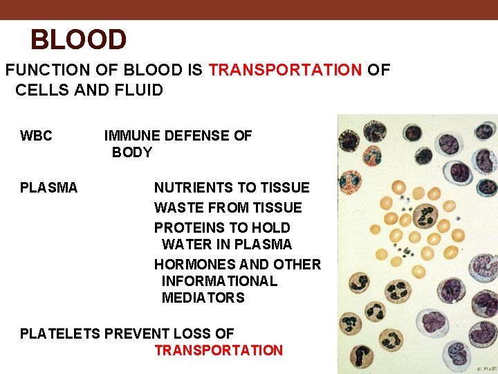 BLOOD FUNCTION OF BLOOD IS TRANSPORTATION OF CELLS AND FLUID WBC PLASMA IMMUNE DEFENSE