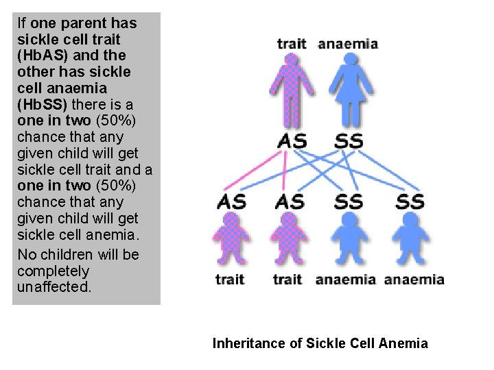 If one parent has sickle cell trait (Hb. AS) and the other has sickle