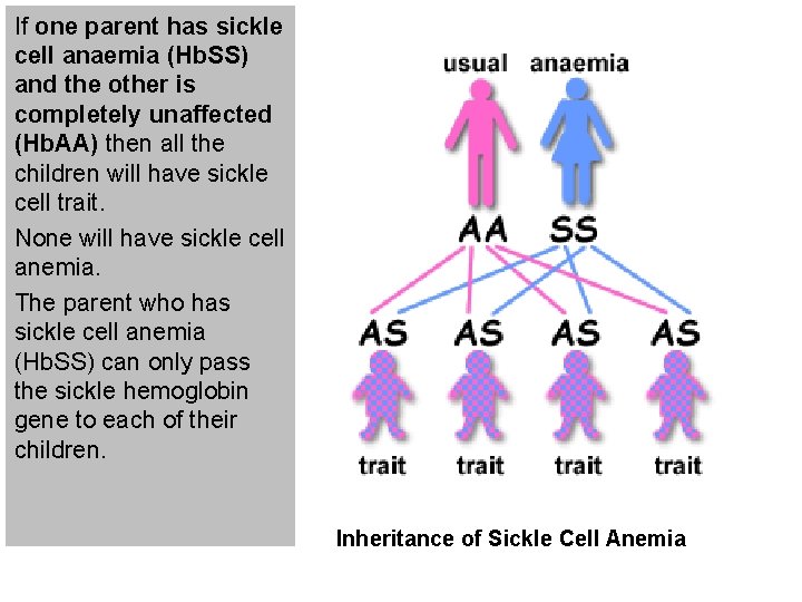 If one parent has sickle cell anaemia (Hb. SS) and the other is completely