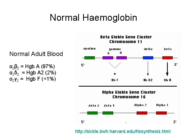 Normal Haemoglobin Normal Adult Blood α 2β 2 = Hgb A (97%) α 2δ