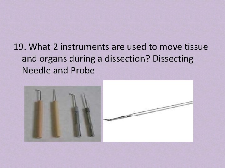 19. What 2 instruments are used to move tissue and organs during a dissection?