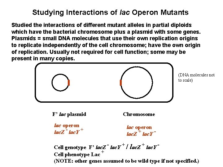 Studying Interactions of lac Operon Mutants Studied the interactions of different mutant alleles in