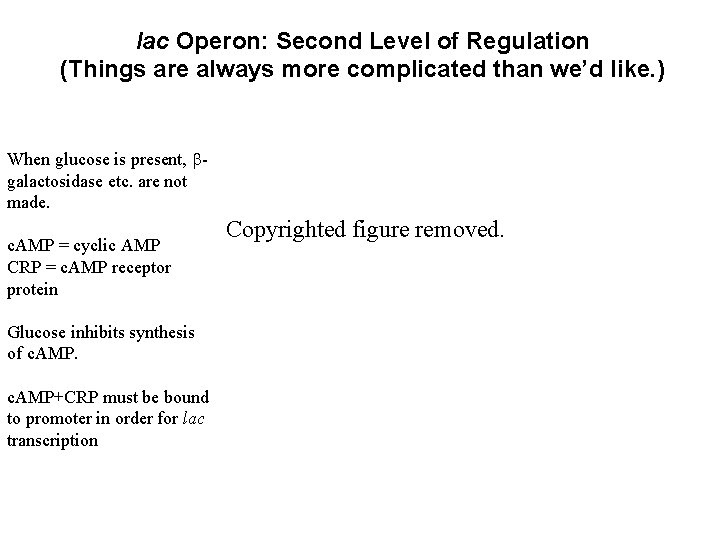 lac Operon: Second Level of Regulation (Things are always more complicated than we’d like.