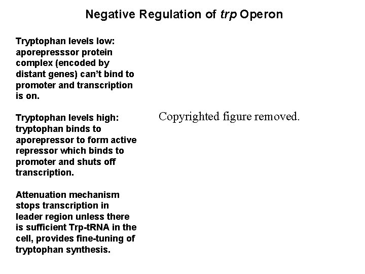 Negative Regulation of trp Operon Tryptophan levels low: aporepresssor protein complex (encoded by distant