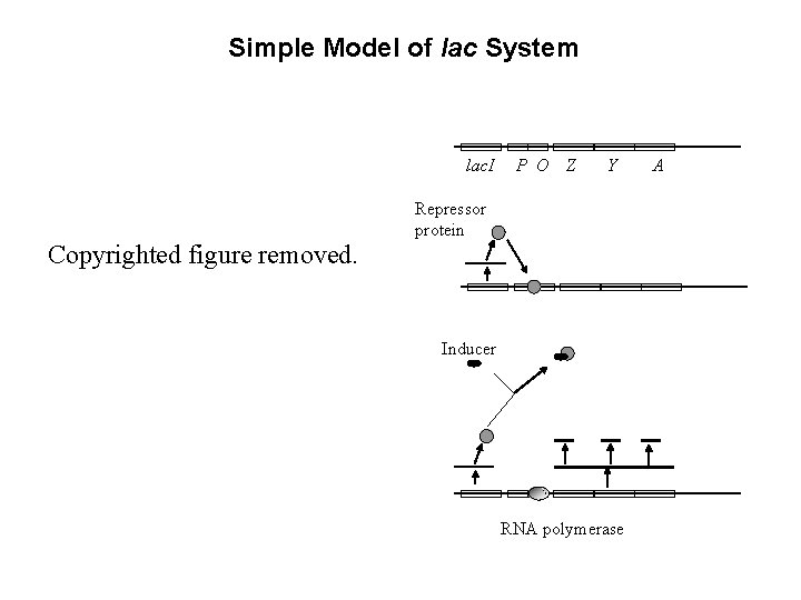 Simple Model of lac System lac. I Copyrighted figure removed. P O Z Y