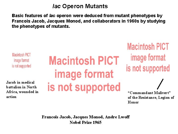 lac Operon Mutants Basic features of lac operon were deduced from mutant phenotypes by