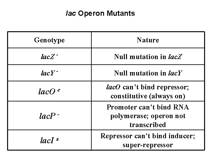 lac Operon Mutants Genotype Nature lac. Z - Null mutation in lac. Z lac.