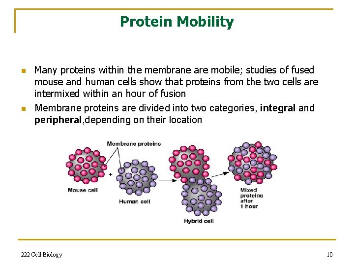 Protein Mobility n n Many proteins within the membrane are mobile; studies of fused