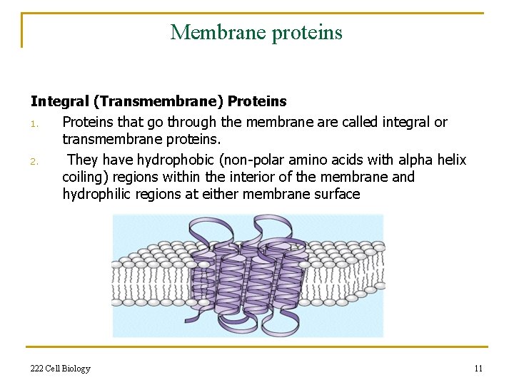 Membrane proteins Integral (Transmembrane) Proteins 1. Proteins that go through the membrane are called