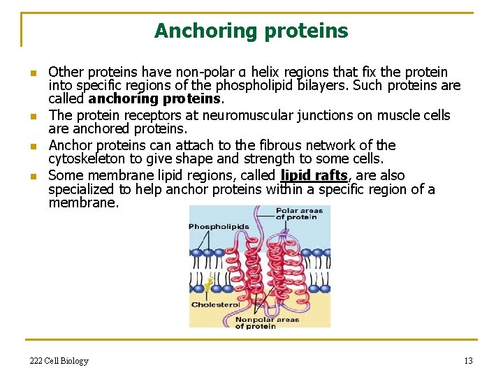 Anchoring proteins n n Other proteins have non-polar α helix regions that fix the