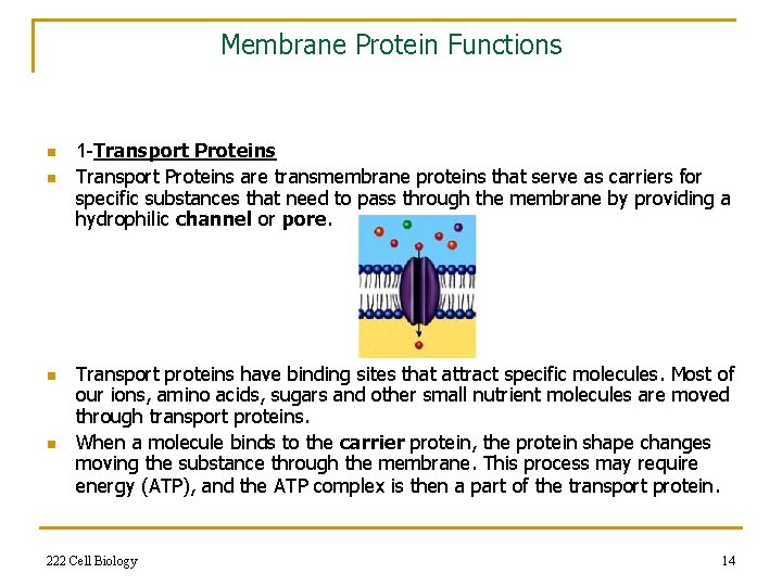 Membrane Protein Functions n n 1 -Transport Proteins are transmembrane proteins that serve as