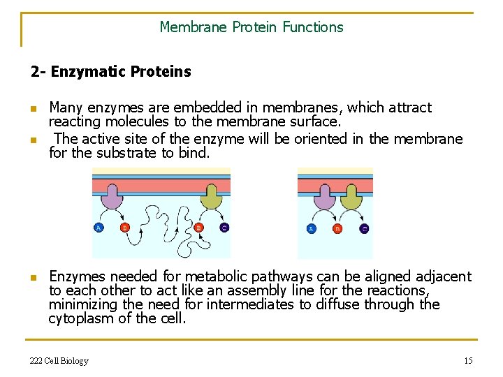 Membrane Protein Functions 2 - Enzymatic Proteins n n n Many enzymes are embedded