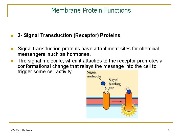 Membrane Protein Functions n 3 - Signal Transduction (Receptor) Proteins n Signal transduction proteins