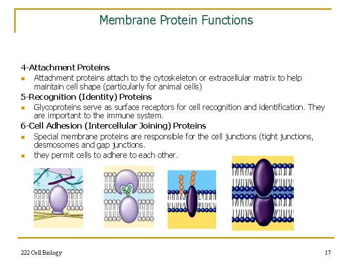 Membrane Protein Functions 4 -Attachment Proteins n Attachment proteins attach to the cytoskeleton or