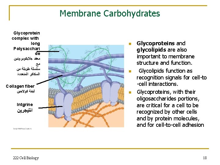 Membrane Carbohydrates Glycoprotein complex with long Polysacchari de ﻣﻌﻘﺪ ﺟﻼﻳﻜﻮﺑﺮﻭﺗﻴﻦ ﻣﻊ ﺳﻠﺴﻠﺔ ﻃﻮﻳﻠﺔ ﻣﻦ