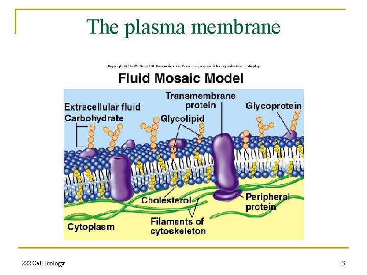 The plasma membrane 222 Cell Biology 3 