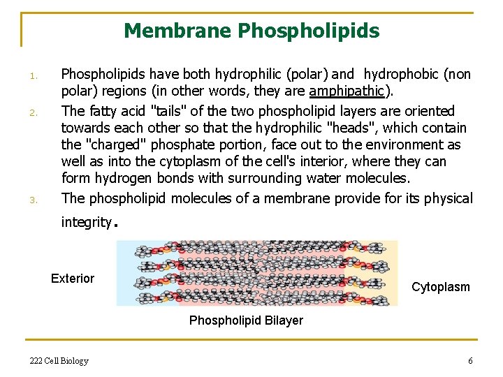 Membrane Phospholipids 1. 2. 3. Phospholipids have both hydrophilic (polar) and hydrophobic (non polar)