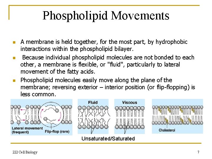 Phospholipid Movements n n n A membrane is held together, for the most part,