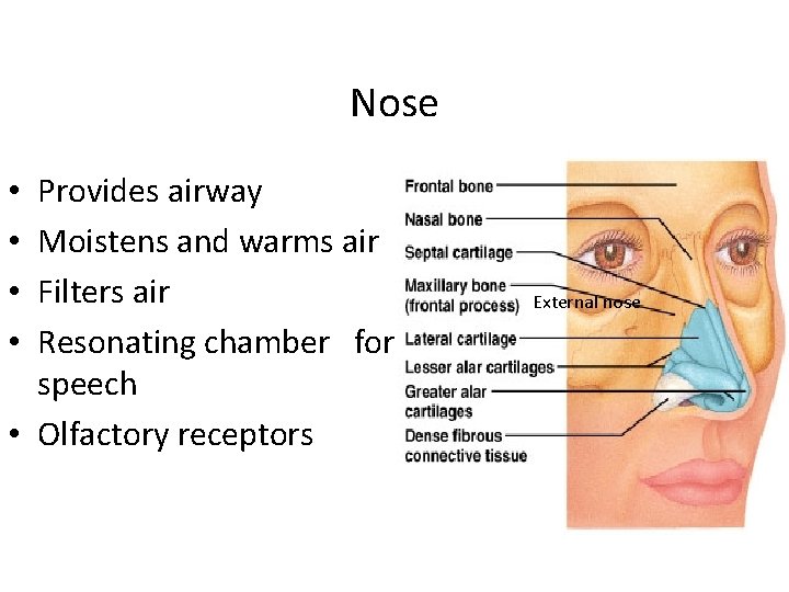 Nose Provides airway Moistens and warms air Filters air Resonating chamber for speech •