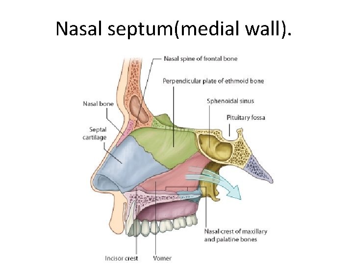 Nasal septum(medial wall). 