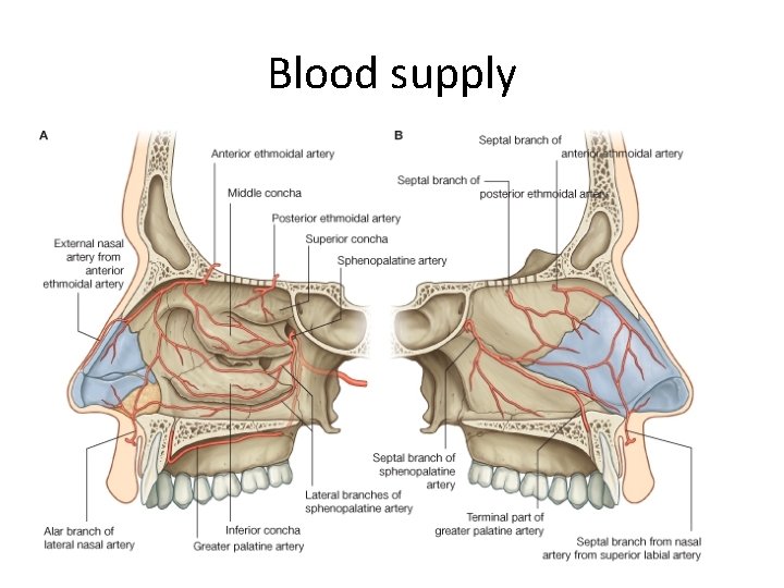 Blood supply 