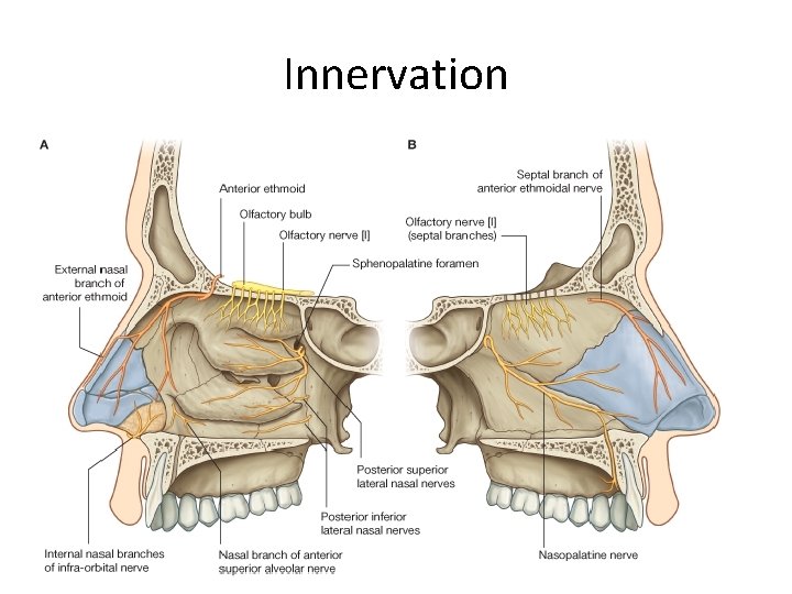 Innervation 